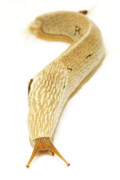 Emphysetes udzungwensis adult